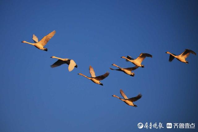 浙江绿城将迎战山东天鹅，比赛前景激动人心